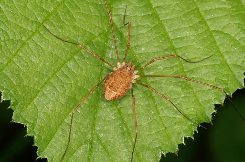 Rilaena_triangularis_D6133_Z_90_Les Gris_Frankrijk.jpg